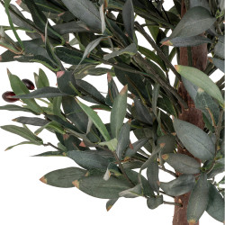 Arbre olivier CELEBI