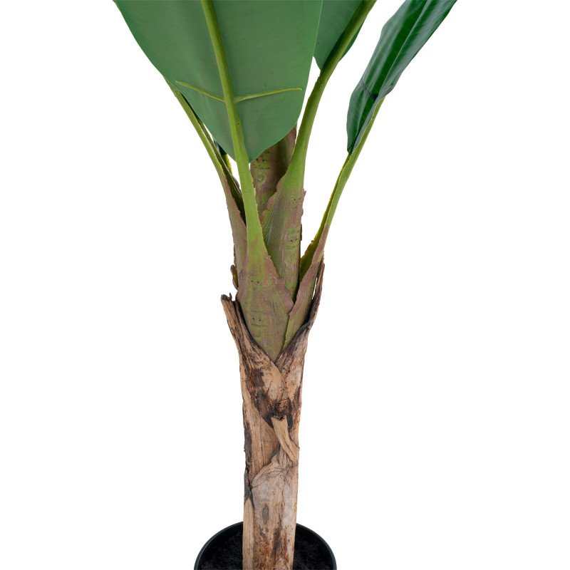 Arbre palmier banane LINNEA